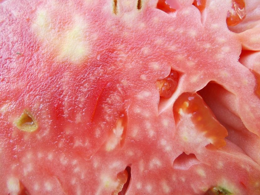  - SEMINTE ROSII - T 821 TURNIP