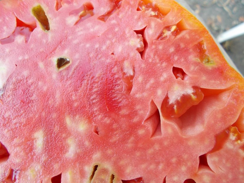  - SEMINTE ROSII - T 821 TURNIP