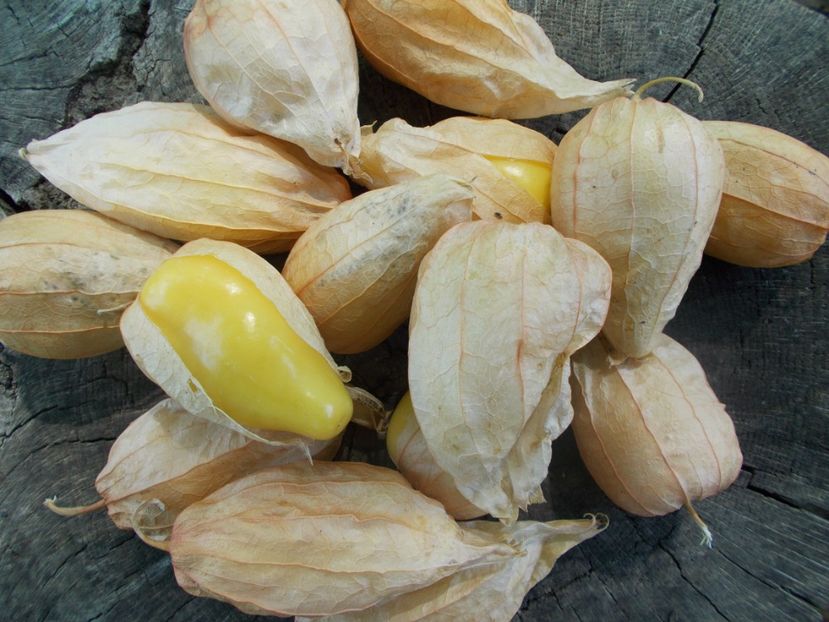  - SEMINTE TOMATILLO - D 217 QUEEN OF MALINALCO