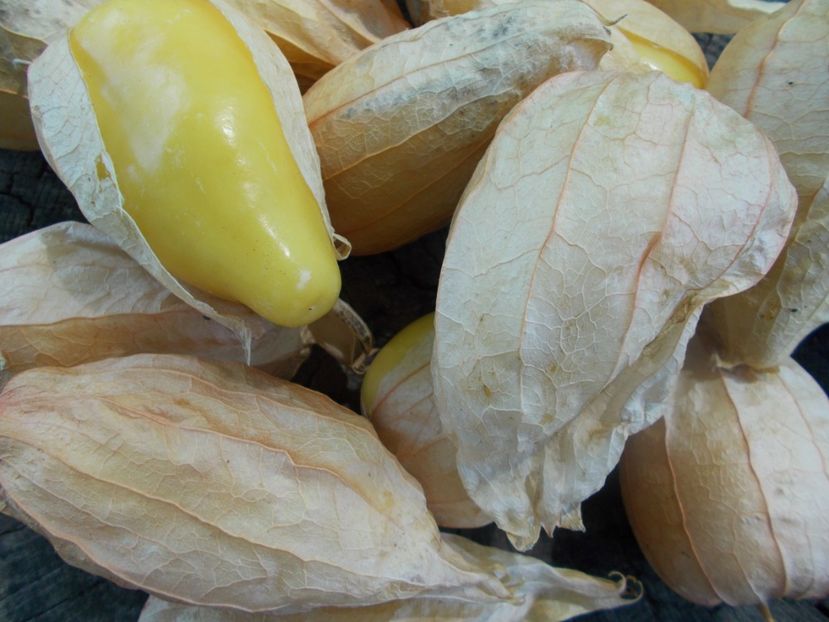  - SEMINTE TOMATILLO - D 217 QUEEN OF MALINALCO