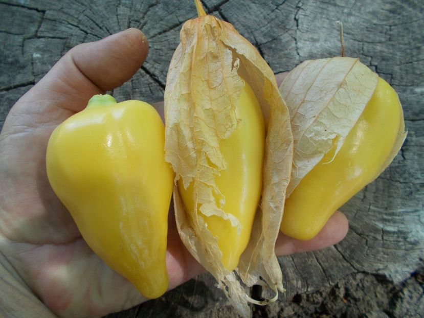  - SEMINTE TOMATILLO - D 217 QUEEN OF MALINALCO