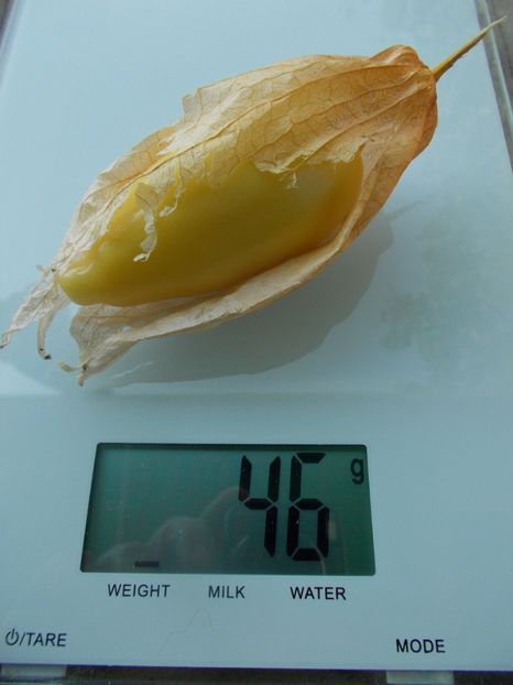  - SEMINTE TOMATILLO - D 217 QUEEN OF MALINALCO