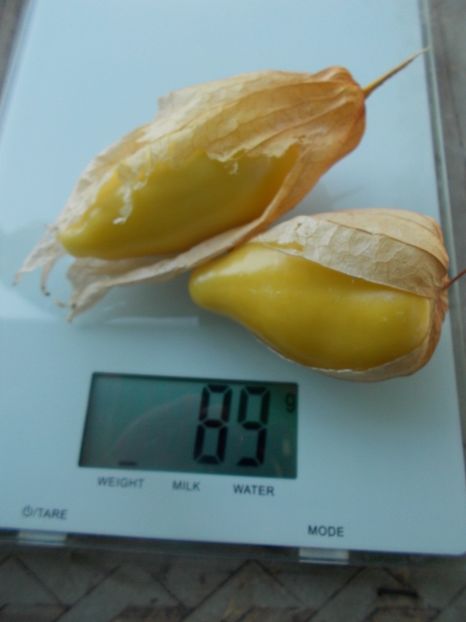  - SEMINTE TOMATILLO - D 217 QUEEN OF MALINALCO