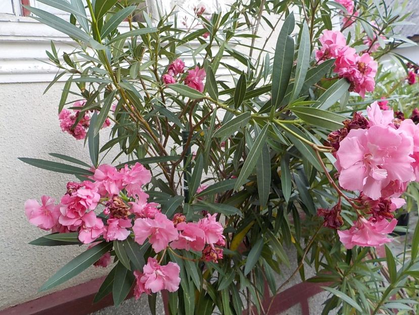  - roseum plenum 21