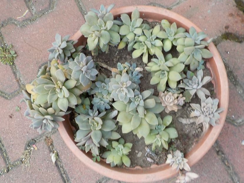  - graptopetalum paraguyense