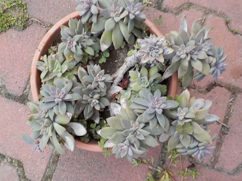  - graptopetalum paraguyense