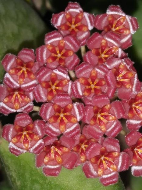 Hoya sp aff burtoniae Variegata - Hoya sp aff burtoniae Variegata
