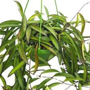 Hoya Wayetii Bol-Foto net - Hoya Wayetii Bol