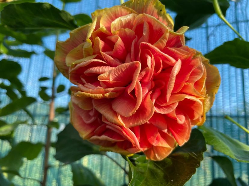  - 001 - Hibiscusi 2024 - 1