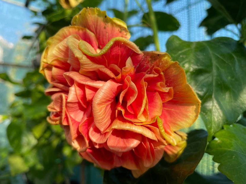  - 001 - Hibiscusi 2024 - 1