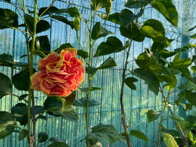  - 001 - Hibiscusi 2024 - 1