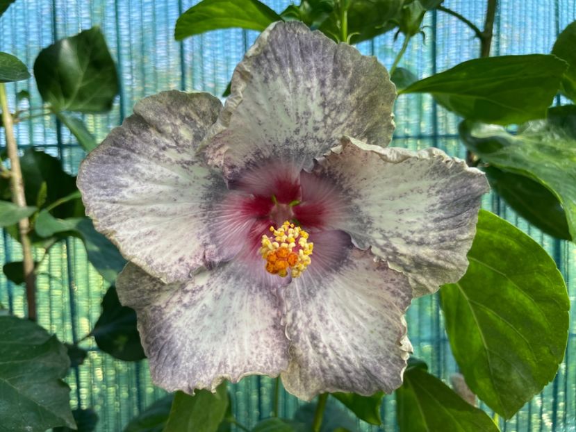  - 001 - Hibiscusi 2024 - 1