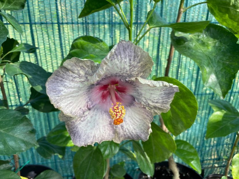  - 001 - Hibiscusi 2024 - 1