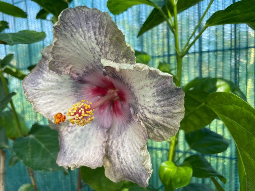  - 001 - Hibiscusi 2024 - 1