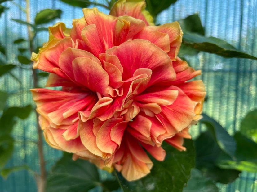  - 001 - Hibiscusi 2024 - 1