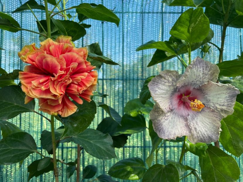  - 001 - Hibiscusi 2024 - 1