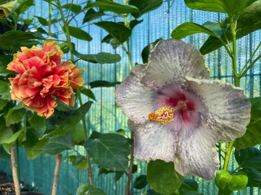  - 001 - Hibiscusi 2024 - 1