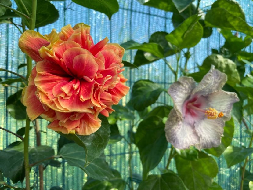  - 001 - Hibiscusi 2024 - 1