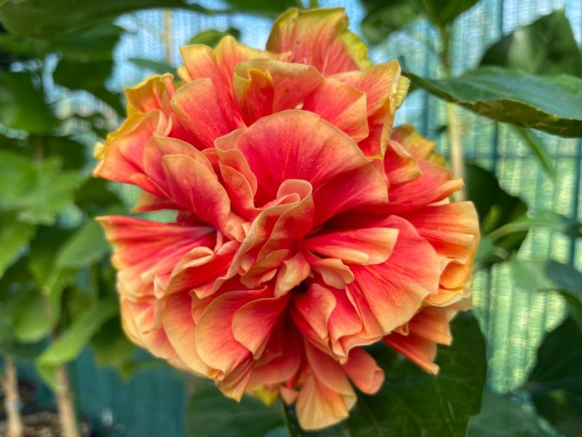  - 001 - Hibiscusi 2024 - 1