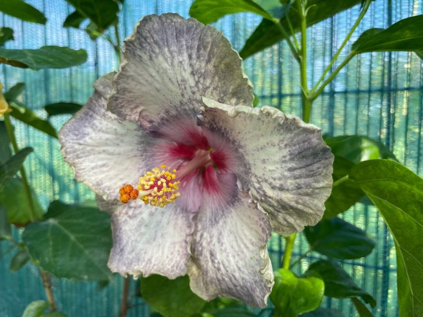  - 001 - Hibiscusi 2024 - 1