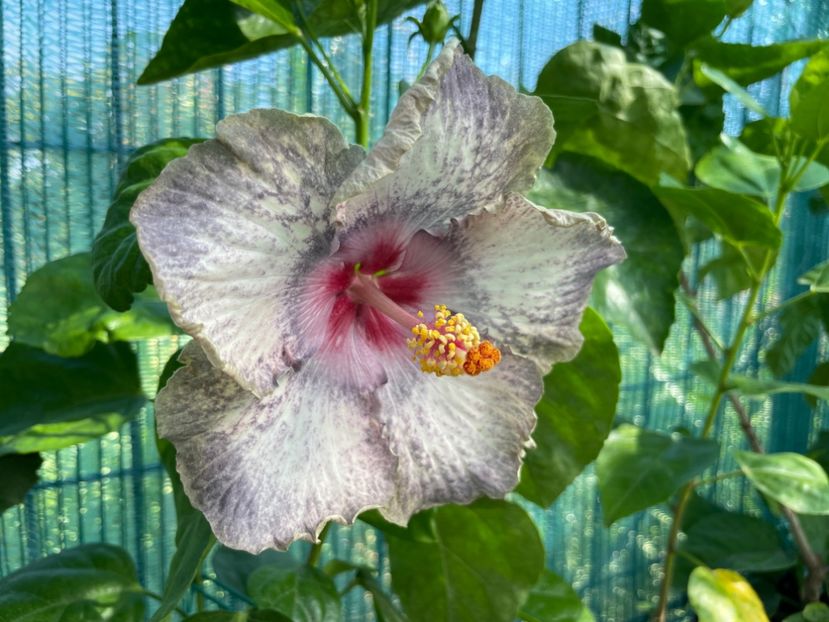  - 001 - Hibiscusi 2024 - 1