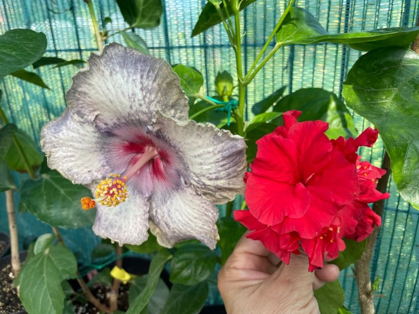  - 001 - Hibiscusi 2024 - 1