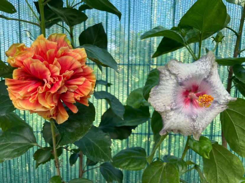  - 001 - Hibiscusi 2024 - 1