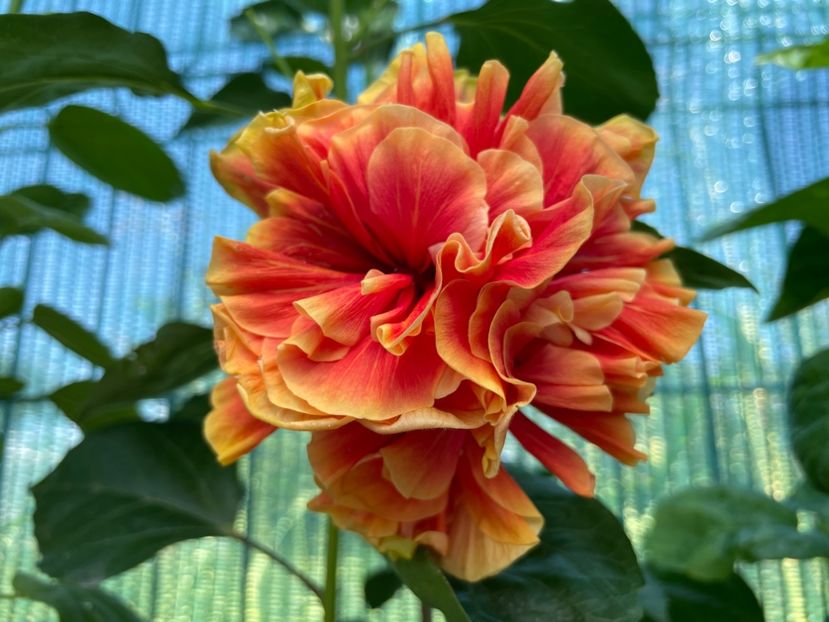  - 001 - Hibiscusi 2024 - 1