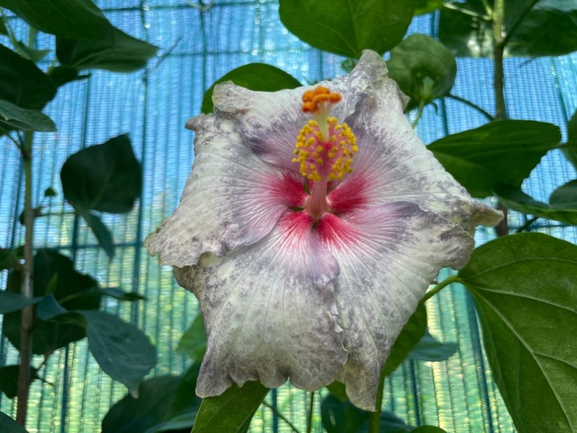  - 001 - Hibiscusi 2024 - 1