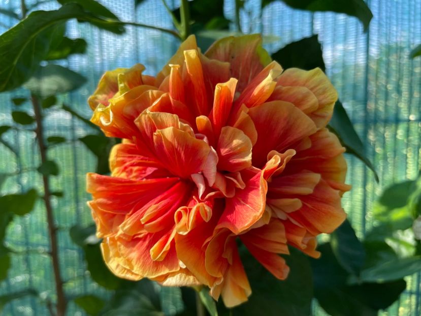  - 001 - Hibiscusi 2024 - 1