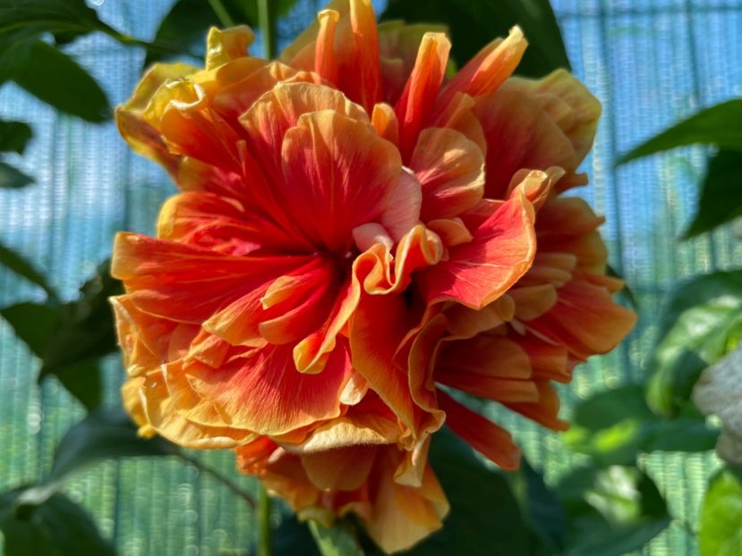  - 001 - Hibiscusi 2024 - 1