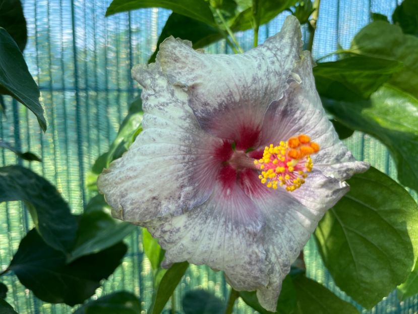  - 001 - Hibiscusi 2024 - 1