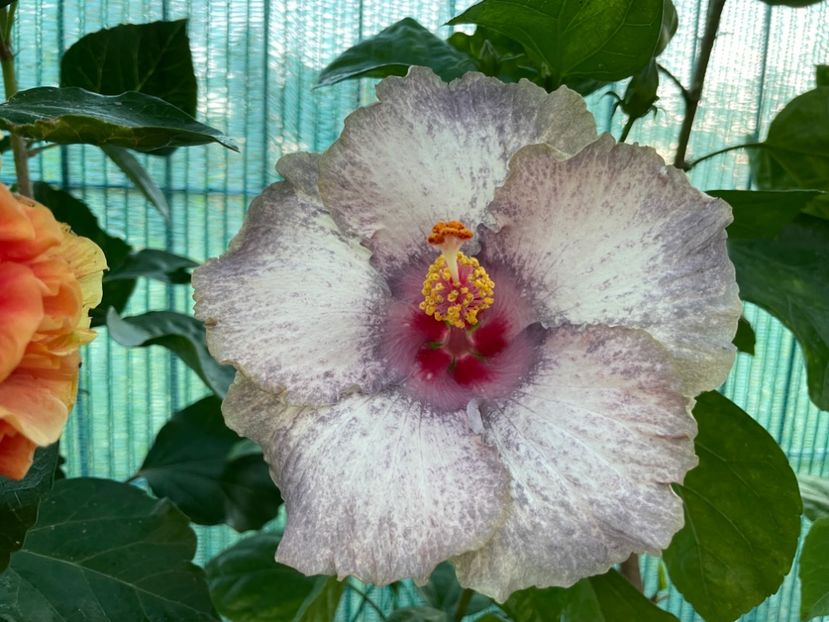  - 001 - Hibiscusi 2024 - 1