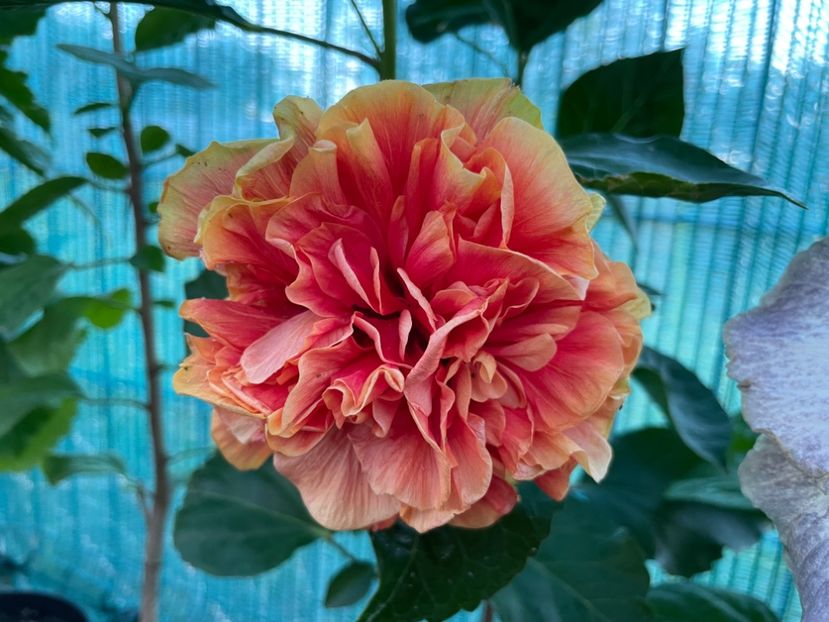  - 001 - Hibiscusi 2024 - 1