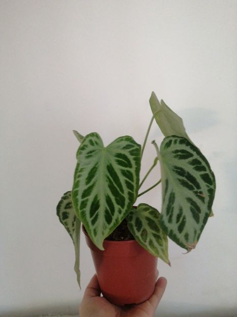 Anthurium hybrid-50 - 00-Plante de vanzare