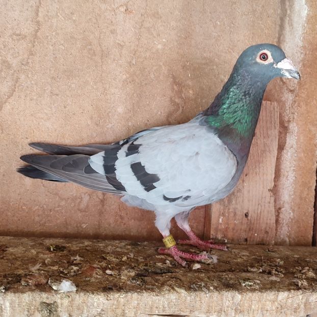 Mascul 16-608 - Porumbei vanduti