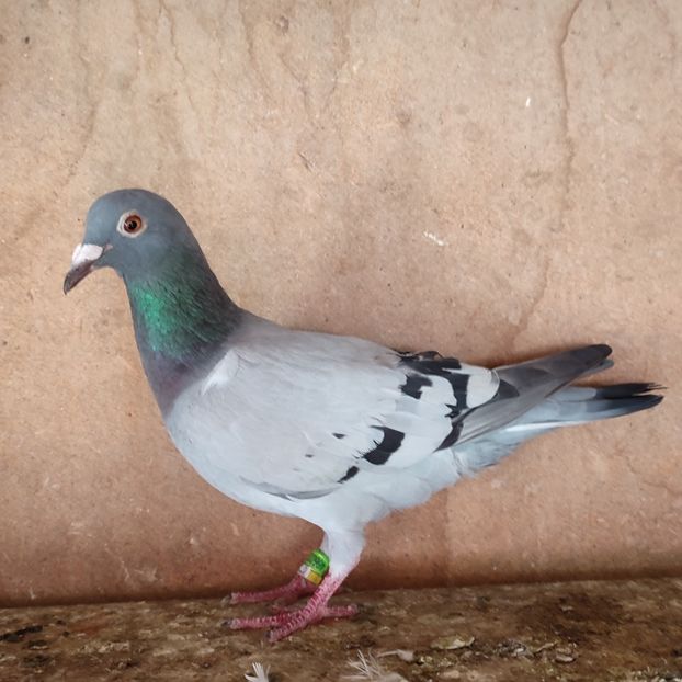 Femela 23-033 - Vanat