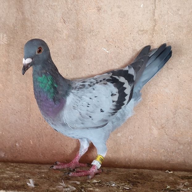 Pui 24-885 - Porumbei vanduti