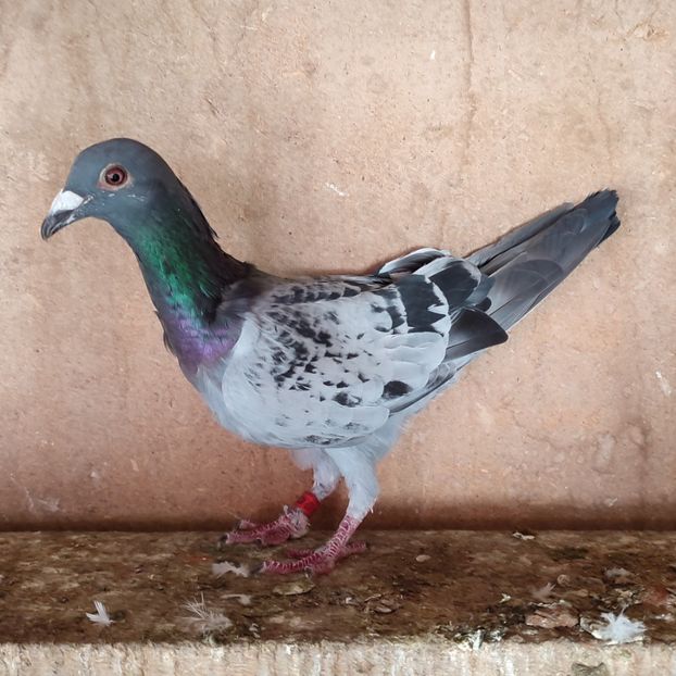 Mascul 22-332 - Stropit