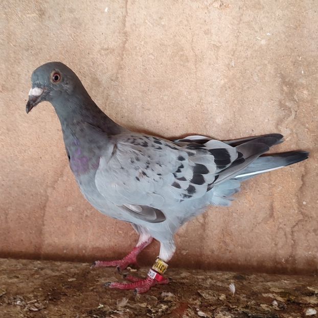 Pui 24-040 - Porumbei vanduti