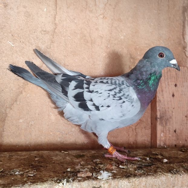 Mascul 24-472 - Porumbei vanduti