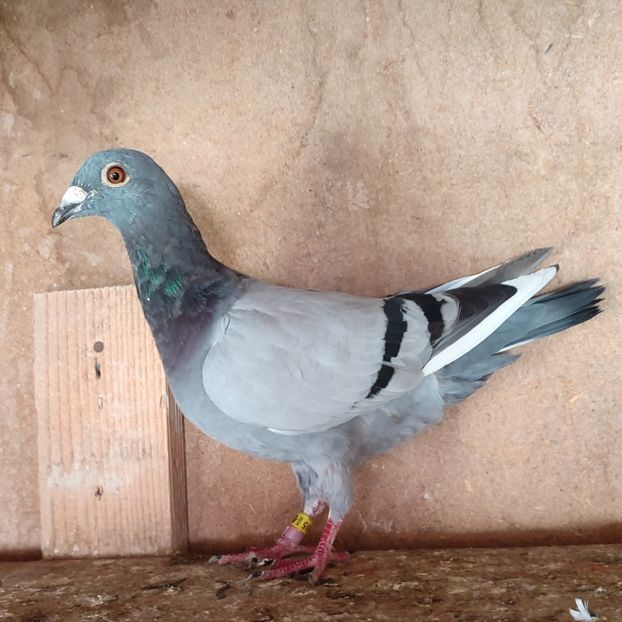 Pui 24-515 - Vânat list