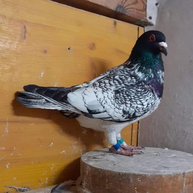  - Nu îmi aparțin 7