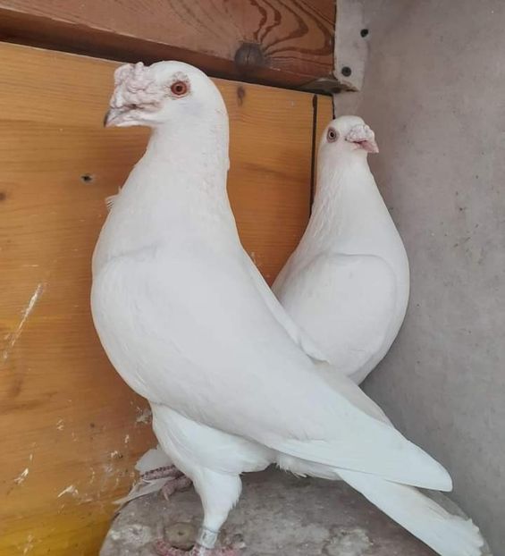  - Nu îmi aparțin 7