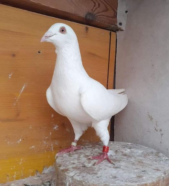 - Nu îmi aparțin 7