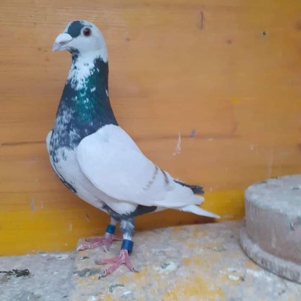  - Nu îmi aparțin 7