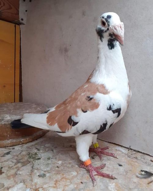  - Nu îmi aparțin 7