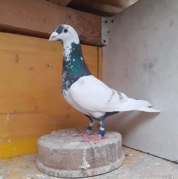  - Nu îmi aparțin 7