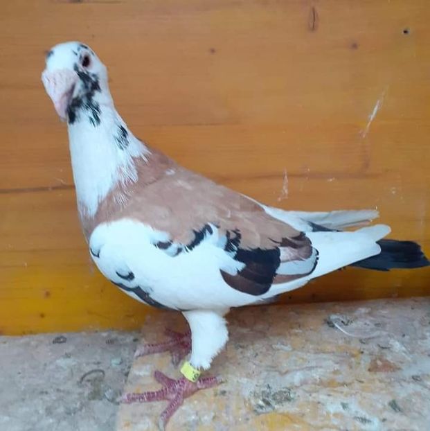  - Nu îmi aparțin 7