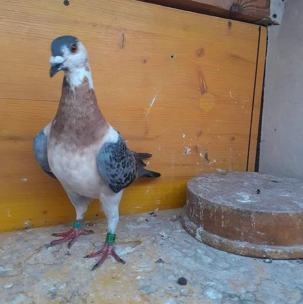  - Nu îmi aparțin 7